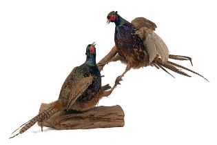 A FINE DISPLAY OF A BRACE OF SPARRING COCK PHEASANTS MOUNTED ON A WOODEN LOG.