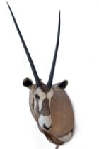 A CAPE AND HEAD MOUNT OF A GEMSBOK (Oryx gazella), with approx. 36in. horns.