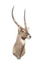 A CAPE AND HEAD MOUNT OF A WATERBUCK (Kobus ellipsiprymnus), with approx. 30in. horns.
