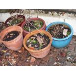 Five various garden plant pots