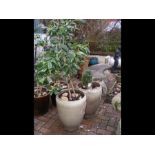 A pair of light brown glazed garden plant pots, on