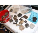 A collection of dinosaur bones and other, collecte