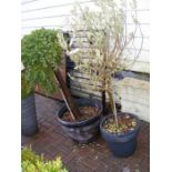 An olive tree in pot together with one other potte
