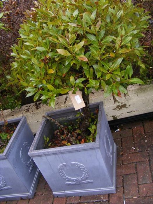 A medium sized bay tree in square plastic pot