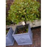 A medium sized bay tree in square plastic pot