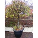 An established bay tree in large plastic pot