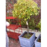 A medium sized bay tree in square plastic pot