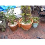 An assortment of terracotta pots with plants etc.