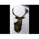 A large stuffed and mounted Stag's head - with pla
