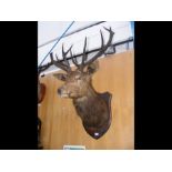 An antique stuffed and mounted taxidermy Stag's head on wooden shield