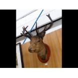 An antique stuffed and mounted taxidermy Stag's head on oval wooden plaque