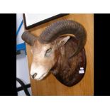 An antique stuffed and mounted taxidermy Ram's head on wooden plaque