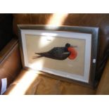 A signed watercolour of exotic bird