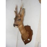 A 50cm taxidermy stag head