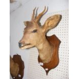 A 40cm taxidermy stag head
