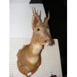 A 50cm taxidermy stag head