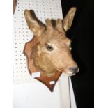 A 24cm taxidermy stag head