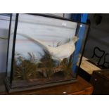 An albino pheasant taxidermy in glazed display cas