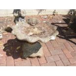 A stone low lying shell shaped bird bath