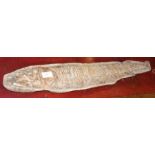 A fossilised Vinctifer fish - 74cms long