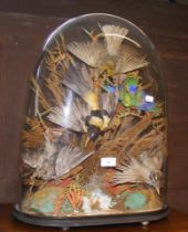 A Victorian stuffed exotic bird montage under glas