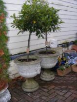 A pair of garden urns with potted trees