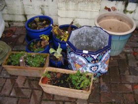 Assorted glazed garden pots and two terracotta tro