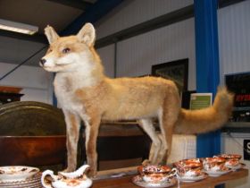 A taxidermy fox on stand