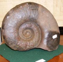 A 29cm diameter Ammonite fossil