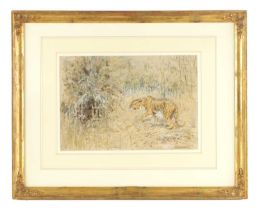 WILLIAM WOODHOUSE (1857 - 1939) A WATERCOLOUR DEPICTING A TIGER IN A GRASSY LANDSCAPE signed, mounte