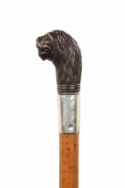AN EARLY 20TH CENTURY CARVED LION'S HEAD AND MALACCA CANE WALKING STICK WITH SILVER COLLAR