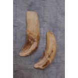 2 Saber Tooth Tiger Teeth Machairodontinae Africa Miocene