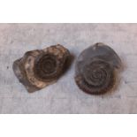 2 Ammonite Fossils