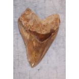 Large Megalodon Tooth 12cm in Length