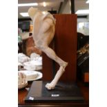 Anatomical Dogs Leg on metal stand