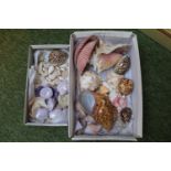 2 Boxes of interesting South Sea and other Shells