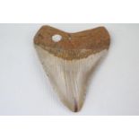 Megalodon Tooth South Carolina USA Miocene Period
