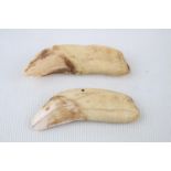 Pair of Sabretooth Tiger Teeth Machairondontinae Miocene Period Africa