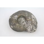 Large Ammonite Fossil with Pyrite deposits 15cm in Diameter