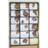 Collection of assorted Fossils mainly Botanical in Pecopteris