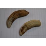 Pair of Sabertooth Tiger Teeth from Africa dating from the Miocene period