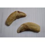 Pair of Sabertooth Tiger Teeth from Africa dating from the Miocene period