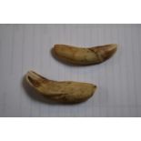 Pair of Sabertooth Tiger Teeth from Africa dating from the Miocene period