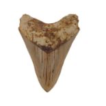 Megalodon Tooth. A Megalodon tooth, Miocene period, 10.5cm from the tip to the edge of the root, a