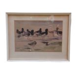 Robert George Kelly 1861 - 1934 Watercolour of Oyster catchers. signed top left. 38 x 29cm
