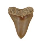 Megalodon Tooth. A Megalodon tooth, Miocene period from Indonesia, 10cm from the tip to the edge