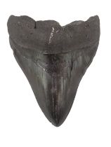 Megalodon Tooth. A Megalodon tooth, Miocene period from South Carolina, 11cm from the tip to the