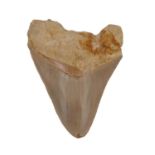 Megalodon Tooth. A Megalodon tooth, Miocene period from Indonesia, 12cm from the tip to the edge