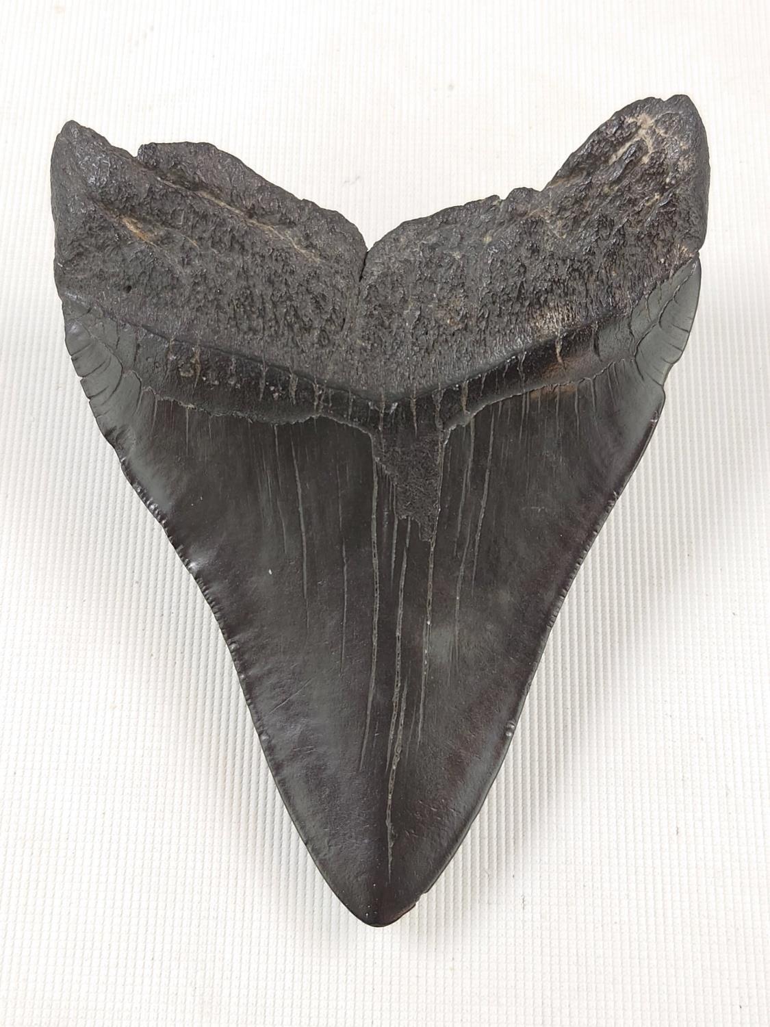 Megalodon Tooth. A Megalodon tooth, Miocene period from South Carolina, 11cm from the tip to the - Image 2 of 2