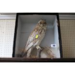 Taxidermy of a Short Eared Owl in Case